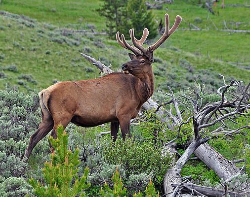 Photograph - The King by Randall Dill