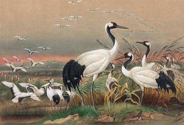Flock Painting - The Mantchurian Crane by Joseph Wolf
