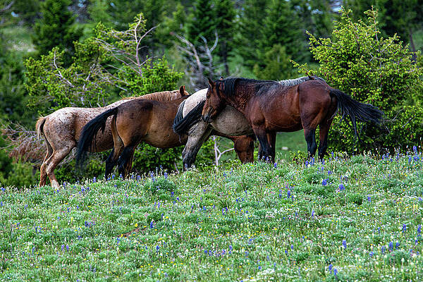 Wyoming Photograph - The Musings Of Mustangs by Douglas Wielfaert