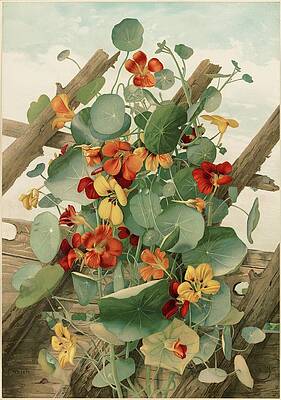 Yellow Wall Art featuring the painting The Nasturtiums, No. 2 by Thaddeus Welch