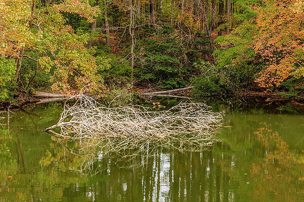 Reflection Wall Art featuring the photograph The Nest by Donna Twiford
