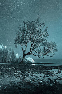 New Zealand Wall Art featuring the photograph The Night Willow by Monamifoto