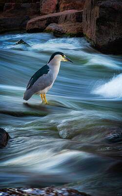 Panoramic Wall Art featuring the photograph The Patient Hunter by Owen Weber