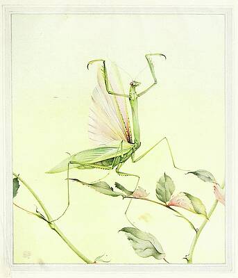Insects Painting - The Praying Mantis by Edward Julius Detmold