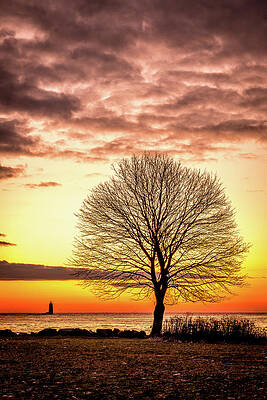 Sky Wall Art featuring the photograph The Tree by Jeff Sinon