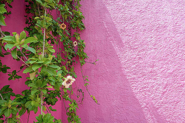 Architect Wall Art featuring the photograph The Vines by Slow Fuse Photography