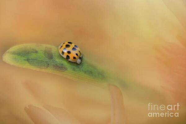 Wall Art featuring the photograph The Voyage Of Discovery by Mary Lou Chmura