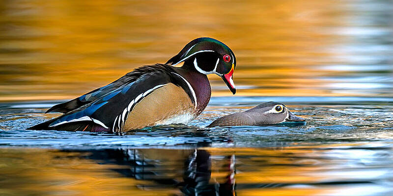 Arizona Photograph - The Wood Duck Factory. by Paul Martin