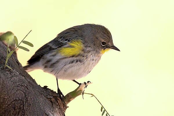 Arizona Photograph - The Yellow-Rumped Warbler by Paul Martin