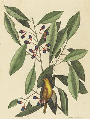 Yellow Wall Art featuring the painting The Yellow Titmouse by Mark Catesby