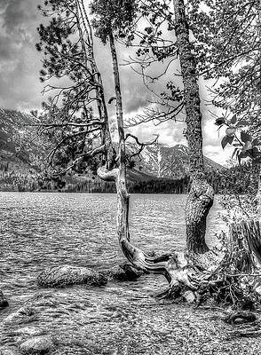 Water Photograph - Thirsty by Randall Dill