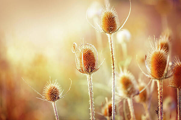 Sunlit Thistle Plants Wall Art