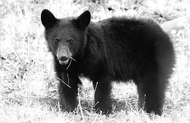 Cade Cove Photograph - Those Eyes by Marcy Wielfaert
