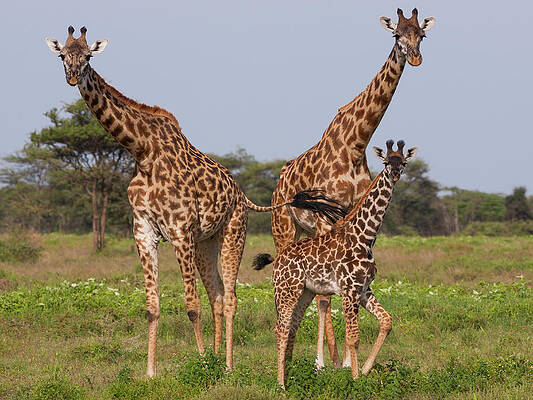 Giraffe Family in the Savanna Wall Art
