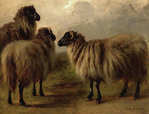 Flock Painting - Three Wooly Sheep by Rosa Bonheur