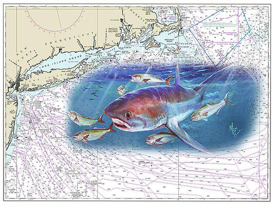 Thresher Shark Chart Print