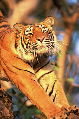 Tiger Stretching in the Sunlight Wall Art