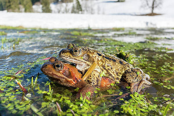 Toads Migrate Across The Snow In Oberallg�u To Their Spawning Grounds On Flooded Meadows Print