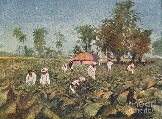 Tobacco Photos for Sale