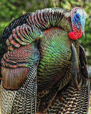 Wild Photograph - Tom Turkey Dancing by Dale Kauzlaric