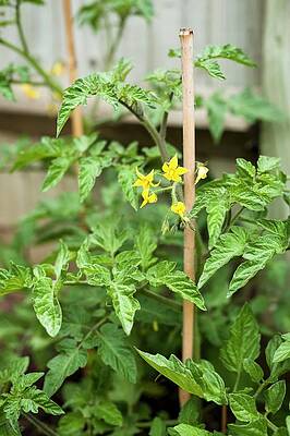 Tomato Plants Flowering In The Garden Print