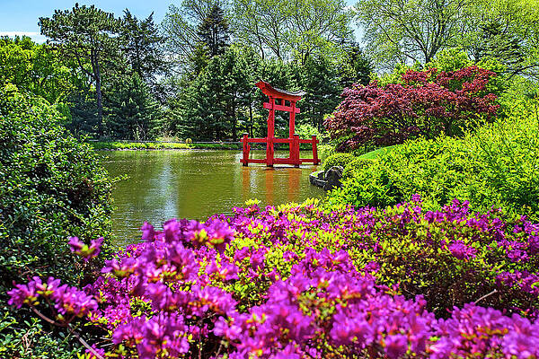 North America Wall Art featuring the digital art Tori Gate, Brooklyn Botanic Garden, Nyc by Claudia Uripos