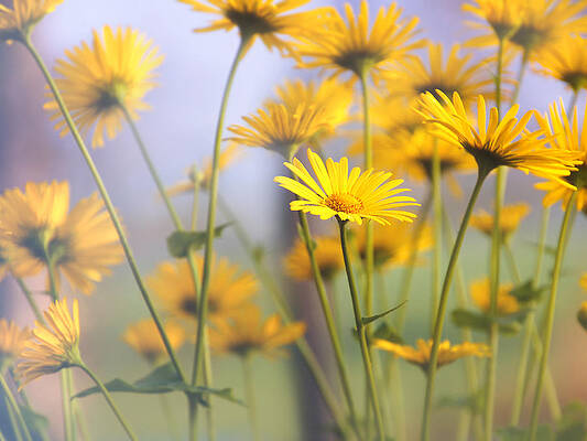 Photograph - Touches 5 by Jaroslav Buna