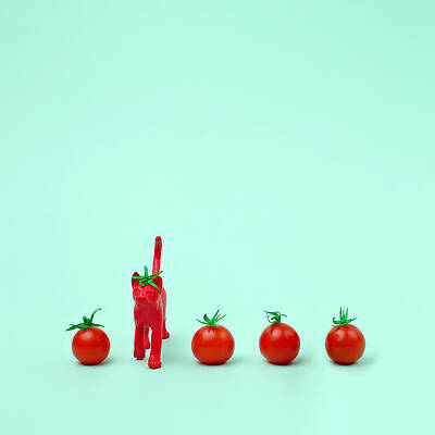 Red Cat and Cherry Tomatoes Wall Art