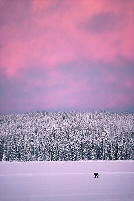 Wall Art featuring the photograph Trapper In Alaska, United States - by Jean-erick Pasquier