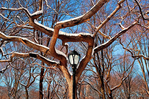 Lamp Wall Art featuring the digital art Tree & Lamp Post, Central Park, Nyc by Milton Photography