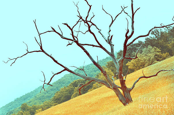 Tree Wall Art featuring the photograph Tree In The Field by La Dolce Vita
