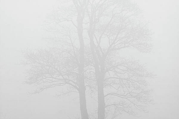 Foggy Wall Art featuring the digital art Tree In The Mist by Ugo Mellone