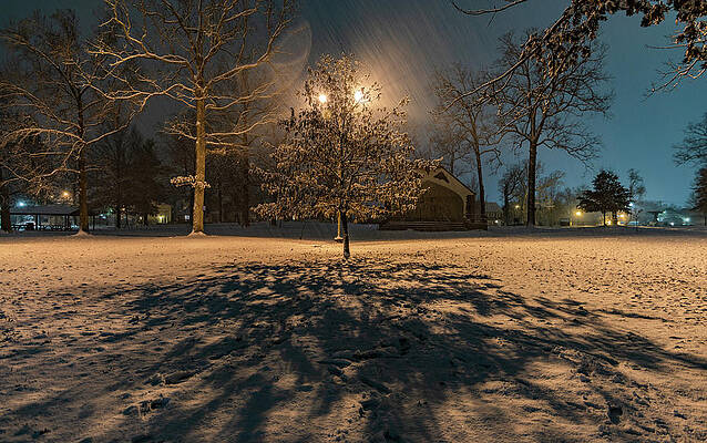 Tree Wall Art featuring the photograph Tree In The Snow by Jonny D