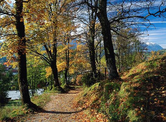 Autumn Wall Art featuring the digital art Tree Lined Path In Autumn, Germany by Reinhard Schmid