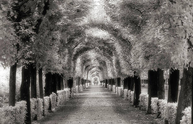 Tree Wall Art featuring the photograph Tree Tunnel At Schonbrunn Palace by Owen Weber