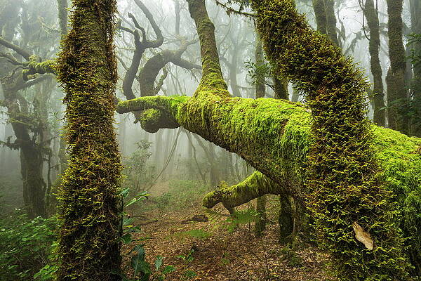 Foggy Wall Art featuring the digital art Trees In Cloud Forest by Reinhard Schmid
