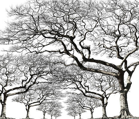 Wall Art featuring the photograph Trees With No Leaf by Kazunori Nagashima