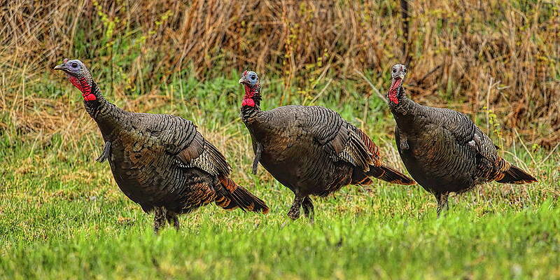 Wild Photograph - Trio Of Eastern Jakes by Dale Kauzlaric