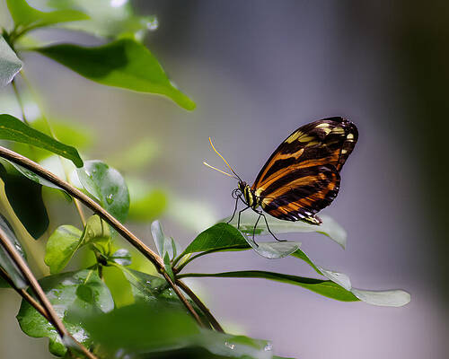 Vibrant Photograph - Tropical Beauty -- Tiger Longwing Butterfly At California Academy Of Sciences, California by Darin Volpe