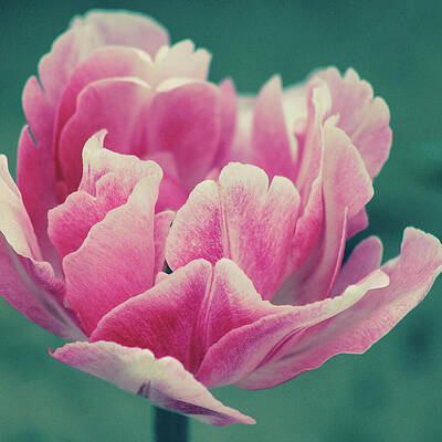 Wall Art featuring the photograph Tulip by KC Hulsman