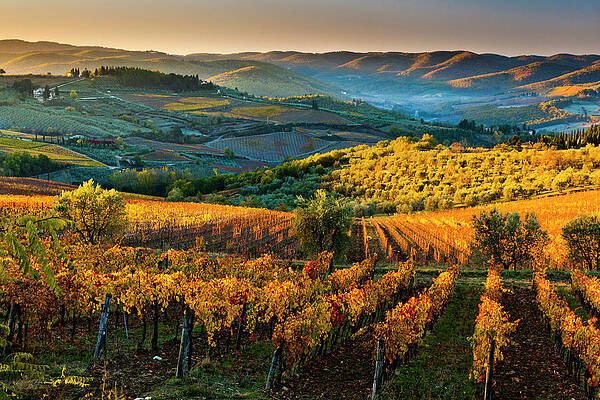 Beautiful Wall Art featuring the digital art Tuscany, Chianti, Vineyards, Italy by Olimpio Fantuz