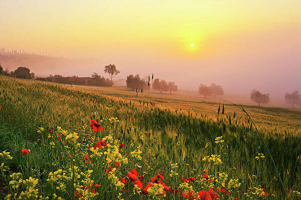 Foggy Wall Art featuring the digital art Tuscany, Orcia Valley, Foggy Morning by Maurizio Rellini