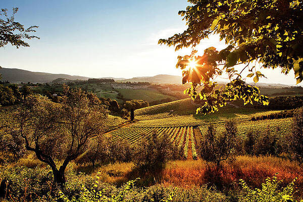 Wine Wall Art featuring the digital art Tuscany, San Gimignano, Vineyards by Luigi Vaccarella