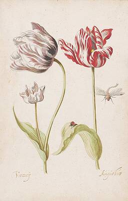 17th Century Painting - Twee Tulpen Met Insecten by Jacob Marrel