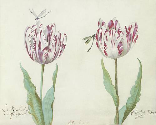 Tulips and Dragonflies Still Life Painting