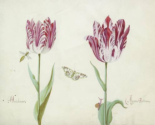 Two Tulips with Butterfly and Insect Painting