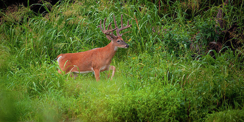 Wall Art featuring the photograph Twilight Buck by Jeff Phillippi