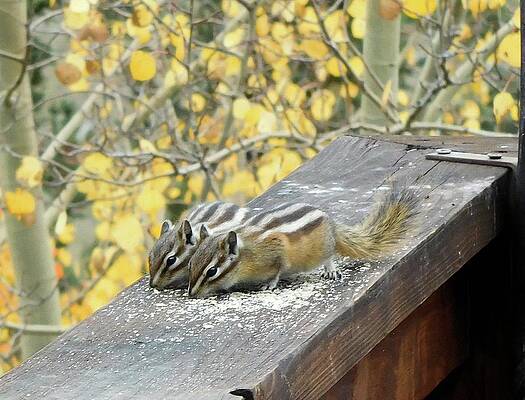 Wall Art featuring the photograph Twin Chipmunks by Karen Stansberry