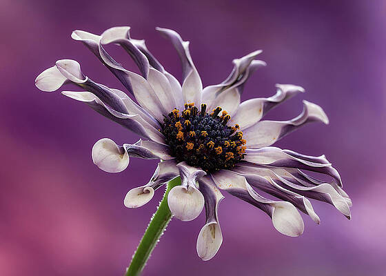 Delicate Wall Art featuring the photograph Twists And Turns by Shirley Mitchell