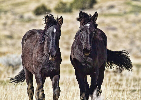 Wall Art featuring the photograph Two Black Wild Mustang Fillies With Star Markings by Waterdancer